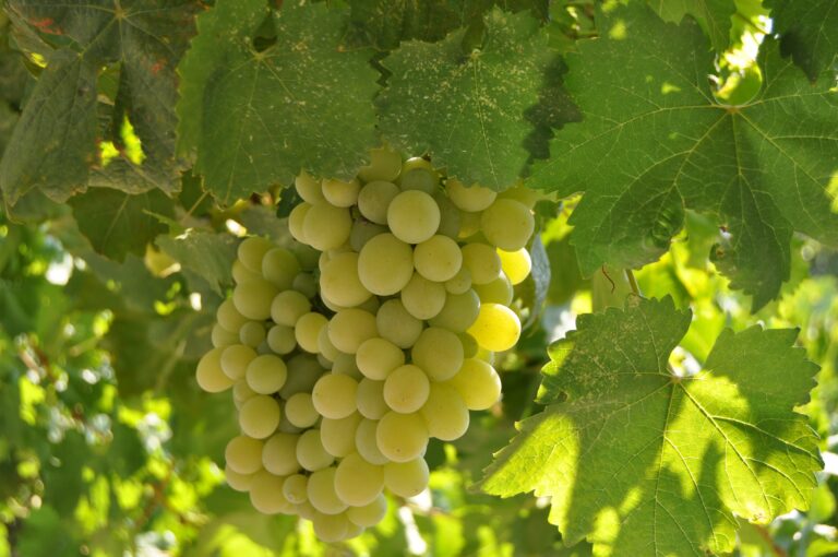 purnima exim grapes export