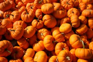 Purnima Exim Pumkins Export